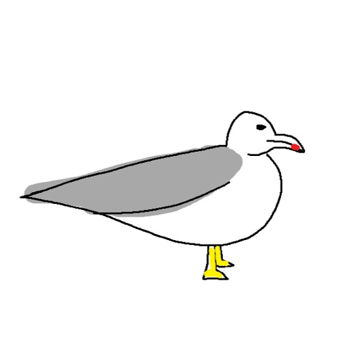 Gråmåke